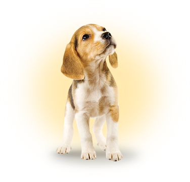 A friendly EPK9 beagle puppy
