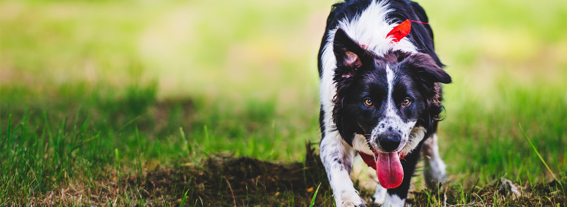 Playful border collie from the original EPK9 homepage