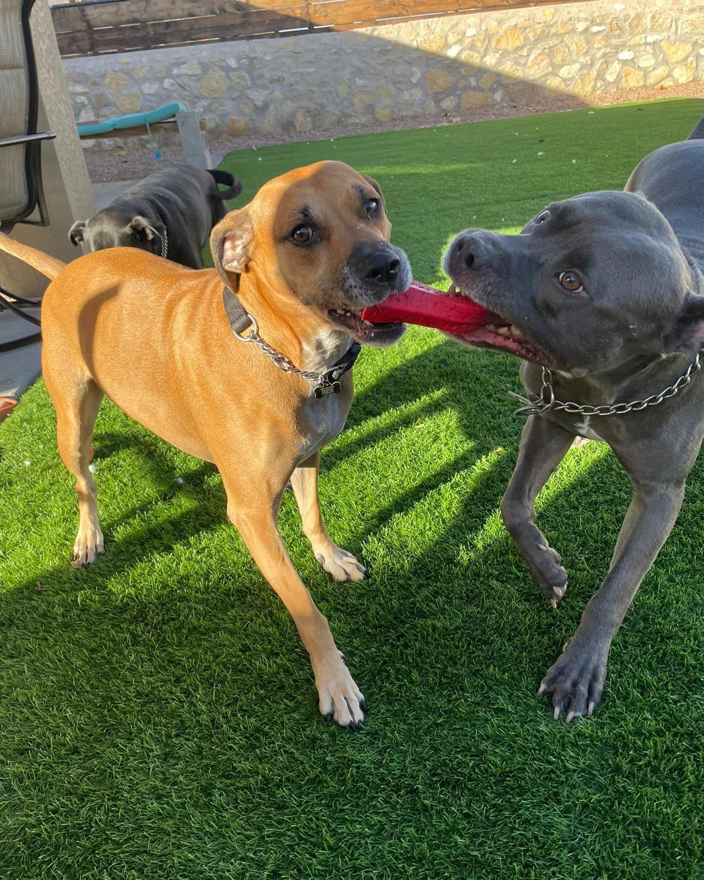 Two dogs playing tug of war on the turf