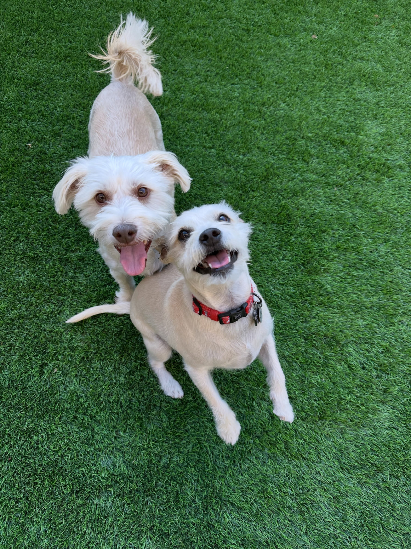 Two happy dogs looking up from the turf